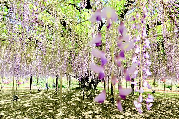 足利花卉公園