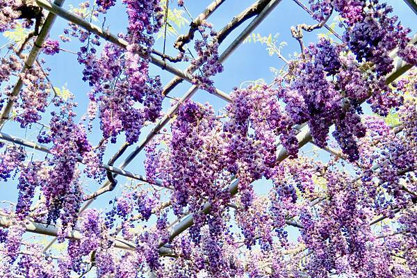 足利花卉公園八重藤