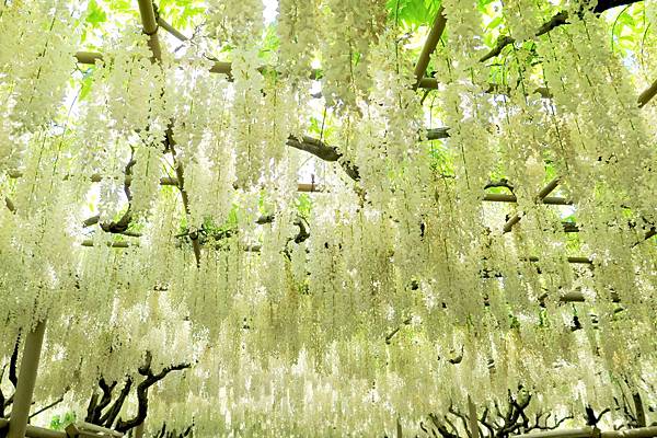 足利花卉公園白藤