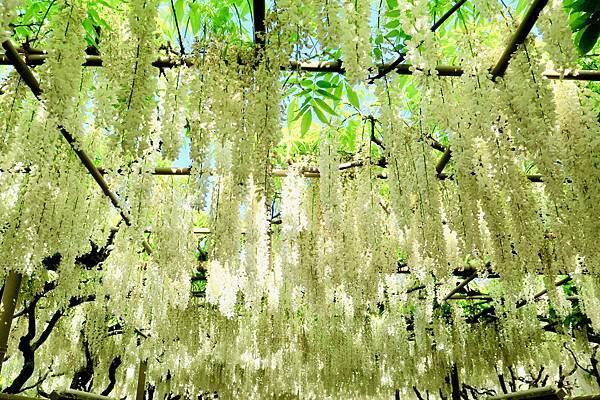 足利花卉公園白藤