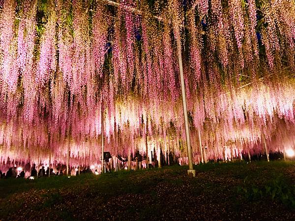 足利花卉公園