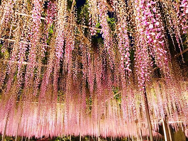 足利花卉公園