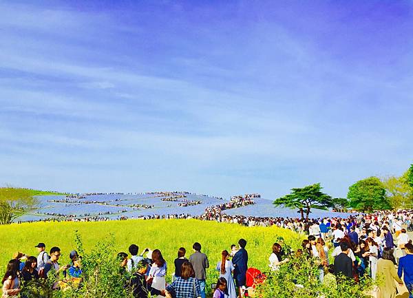 常陸海濱公園 粉蝶花