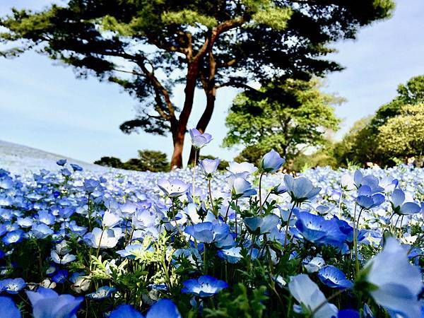 常陸海濱公園 粉蝶花