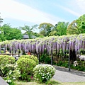 玉敷公園2021.04.22