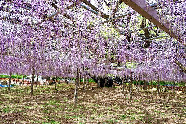 玉敷公園紫藤花