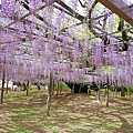 玉敷公園紫藤花