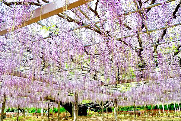 玉敷公園紫藤花