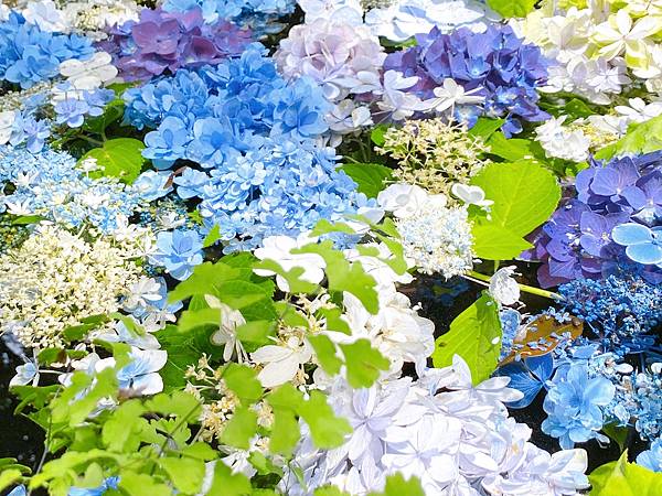 IMG_9492.JPG IMG_9492.JPG