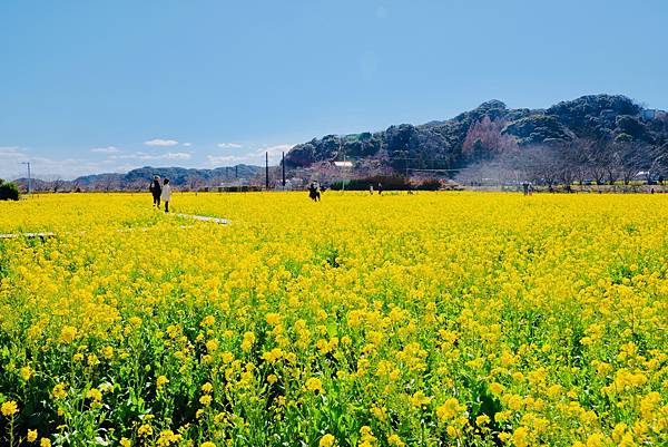 2022.02.25南伊豆町日野油菜花