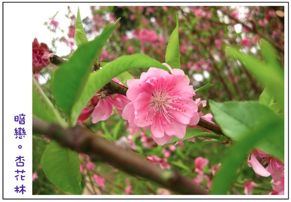 仰拍杏花