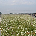 2013.11.25新社花海 081