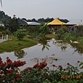 2013.11.25新社花海 076