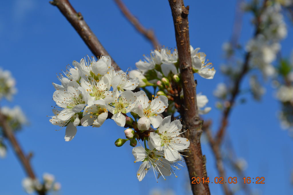 DSC_0099 DSC_0099