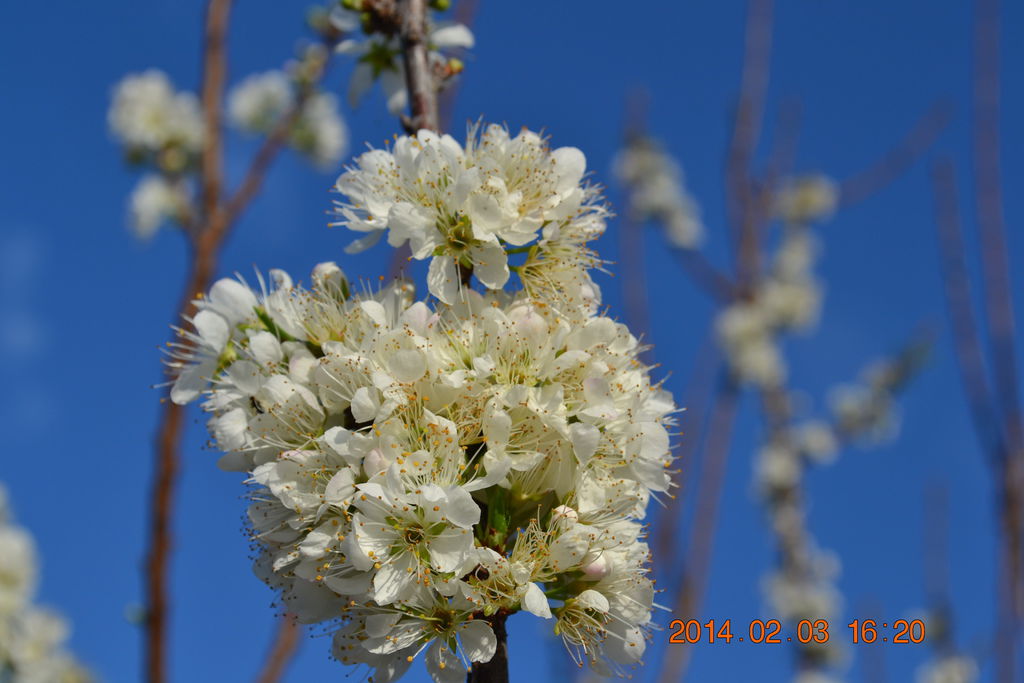 DSC_0096 DSC_0096