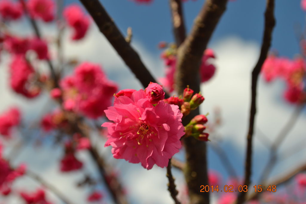 DSC_0078 DSC_0078