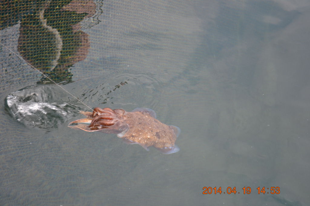 DSC_0915 DSC_0915