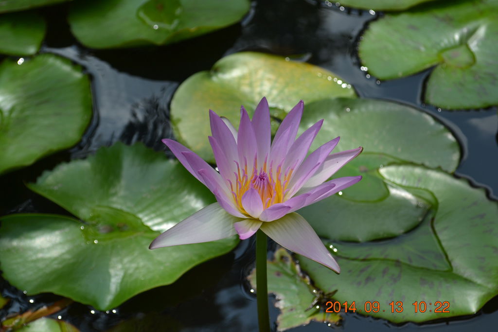 DSC_0044 DSC_0044