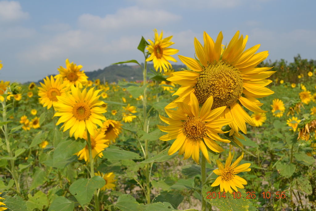 DSC_0033 DSC_0033
