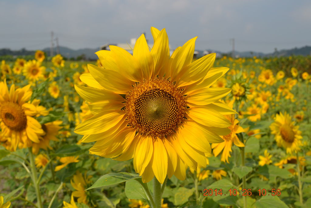 DSC_0035 DSC_0035