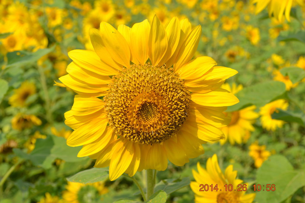 DSC_0036 DSC_0036
