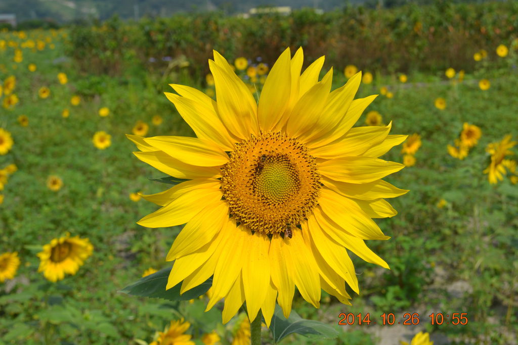 DSC_0029 DSC_0029
