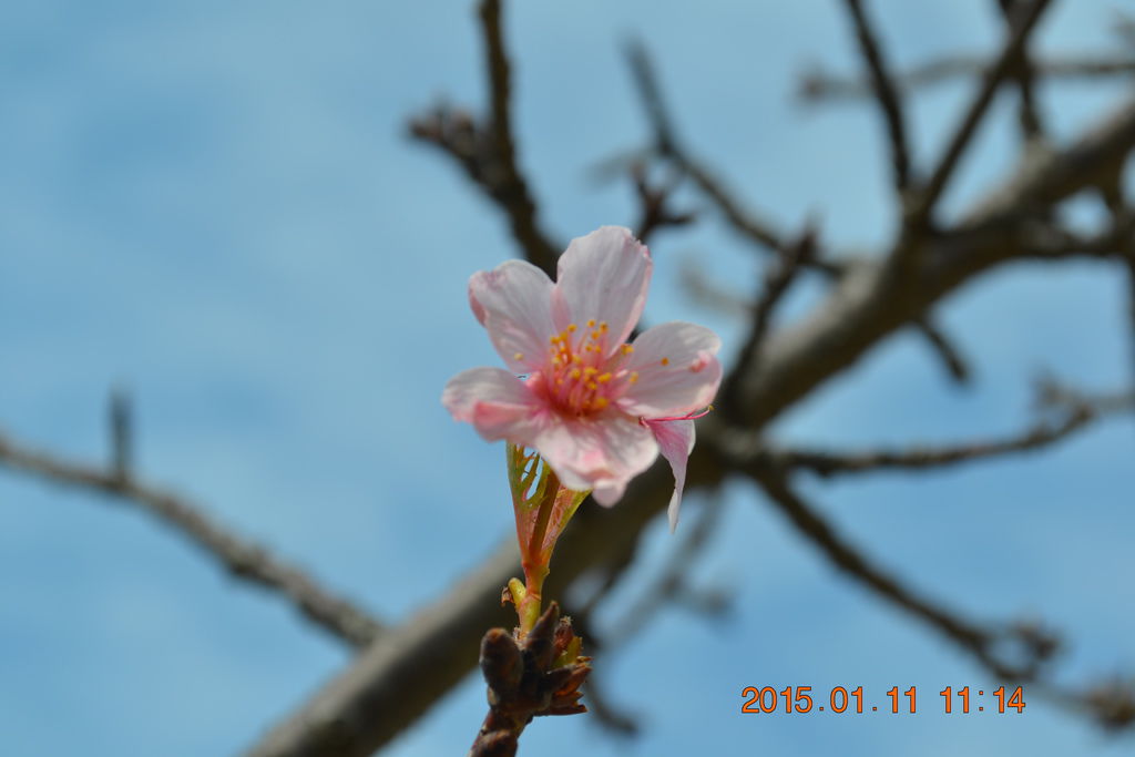 DSC_0014 DSC_0014
