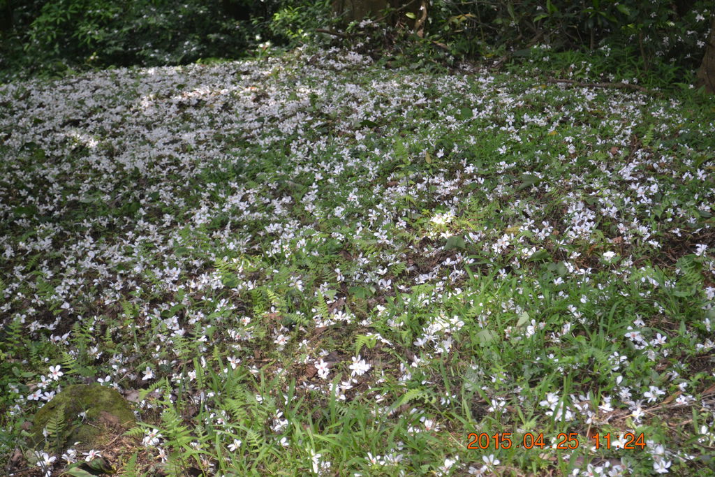DSC_0101 DSC_0101