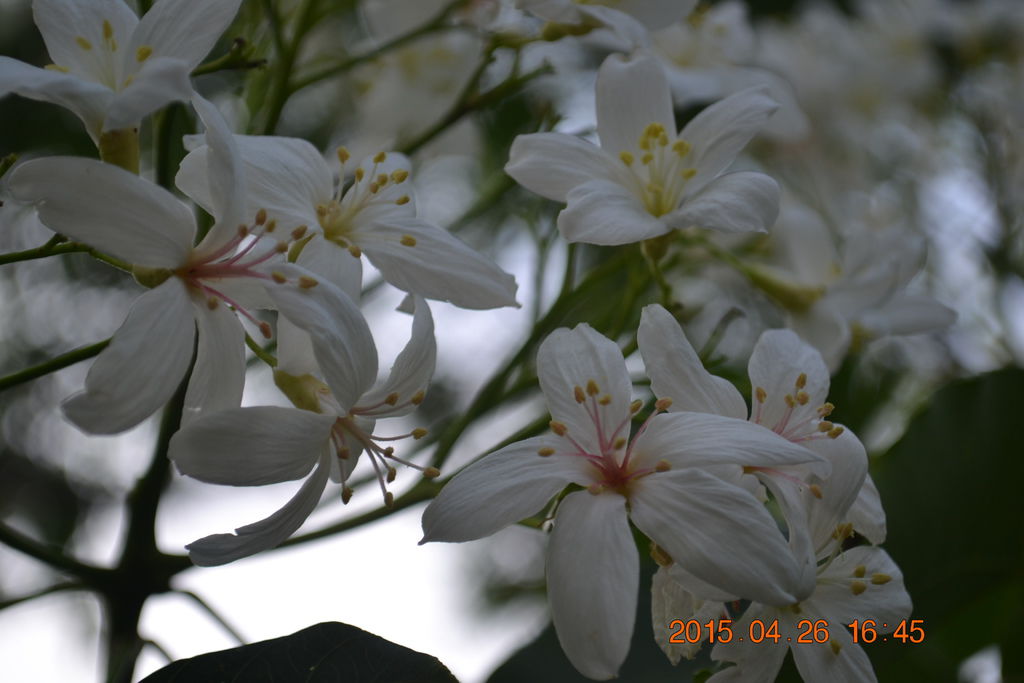DSC_0098 DSC_0098