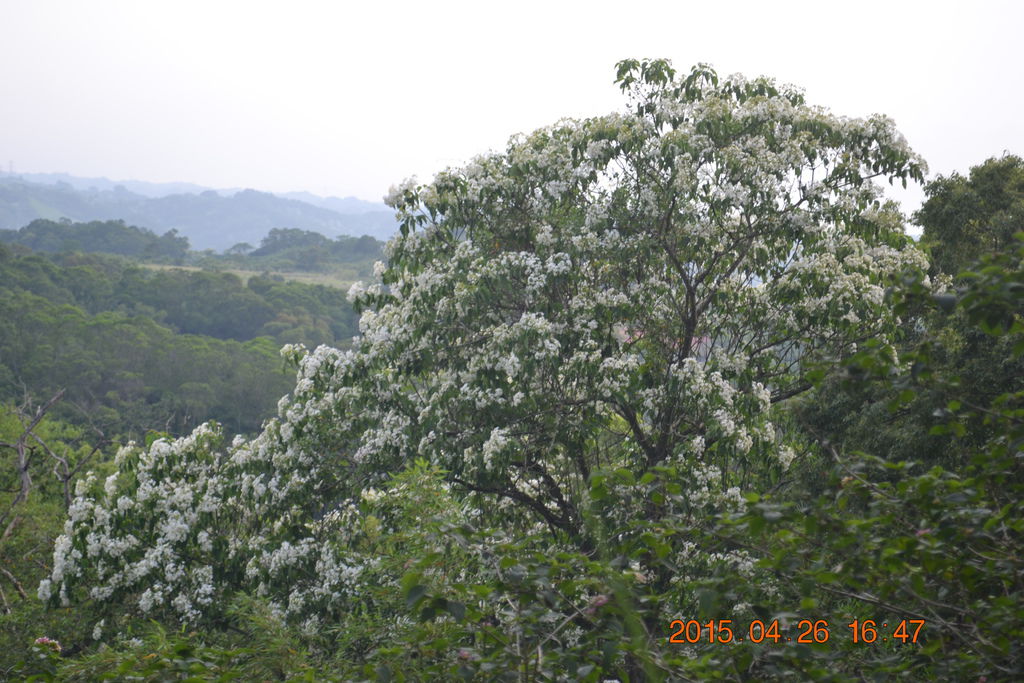 DSC_0103 DSC_0103