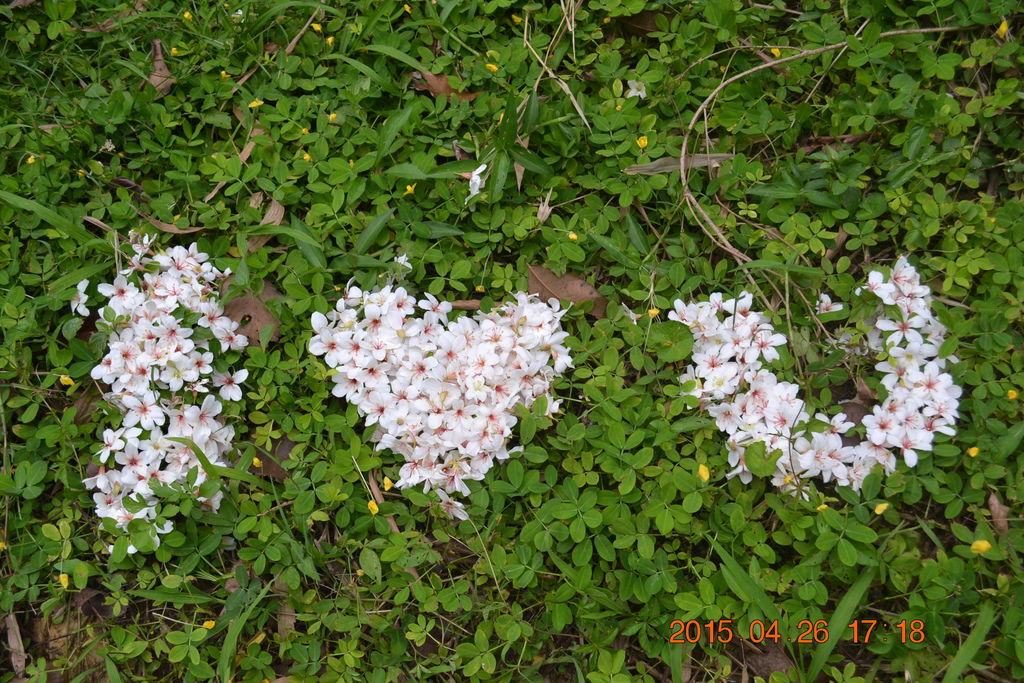 DSC_0147 DSC_0147