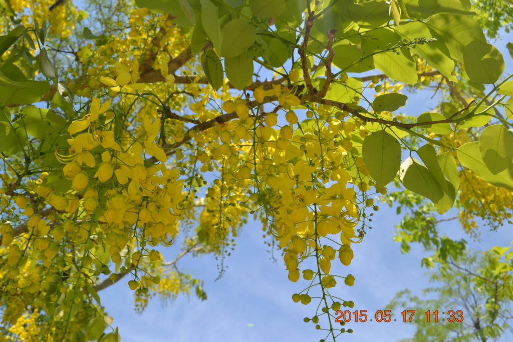 DSC_0171 DSC_0171