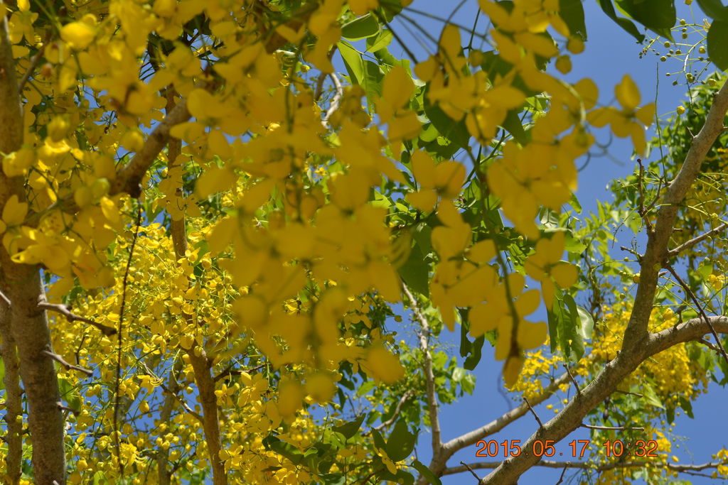 DSC_0062 DSC_0062