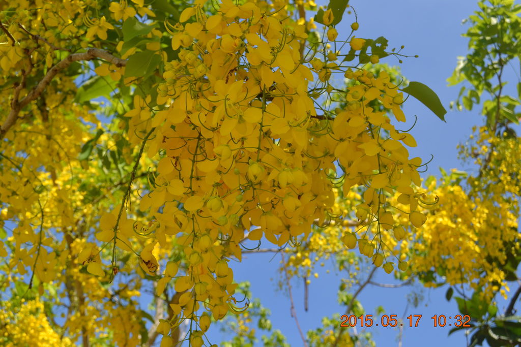 DSC_0061 DSC_0061