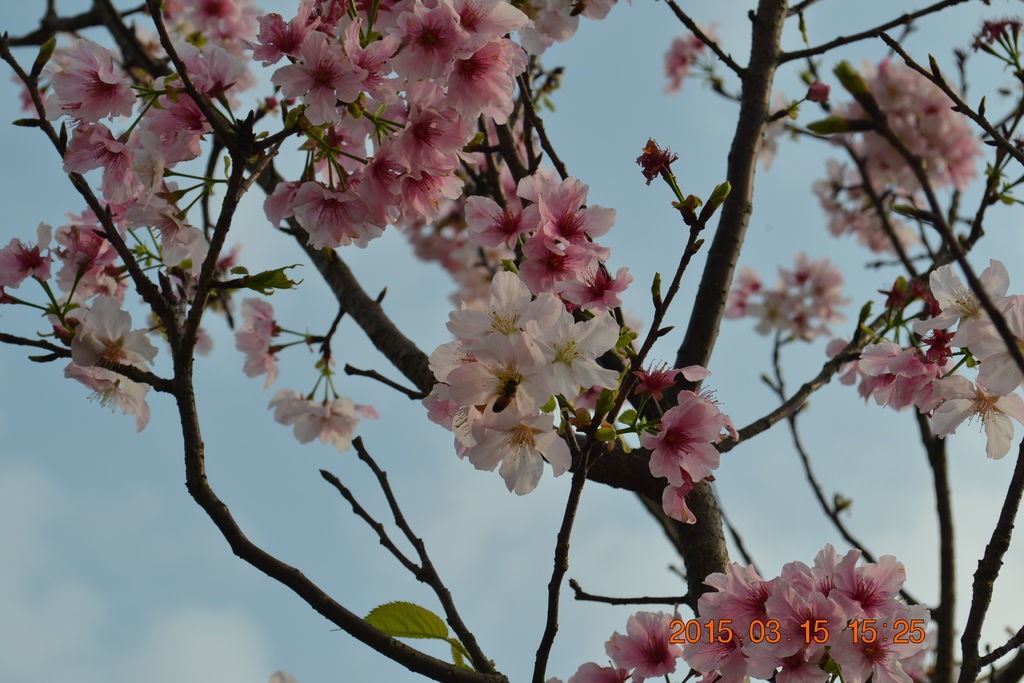 DSC_0179 DSC_0179