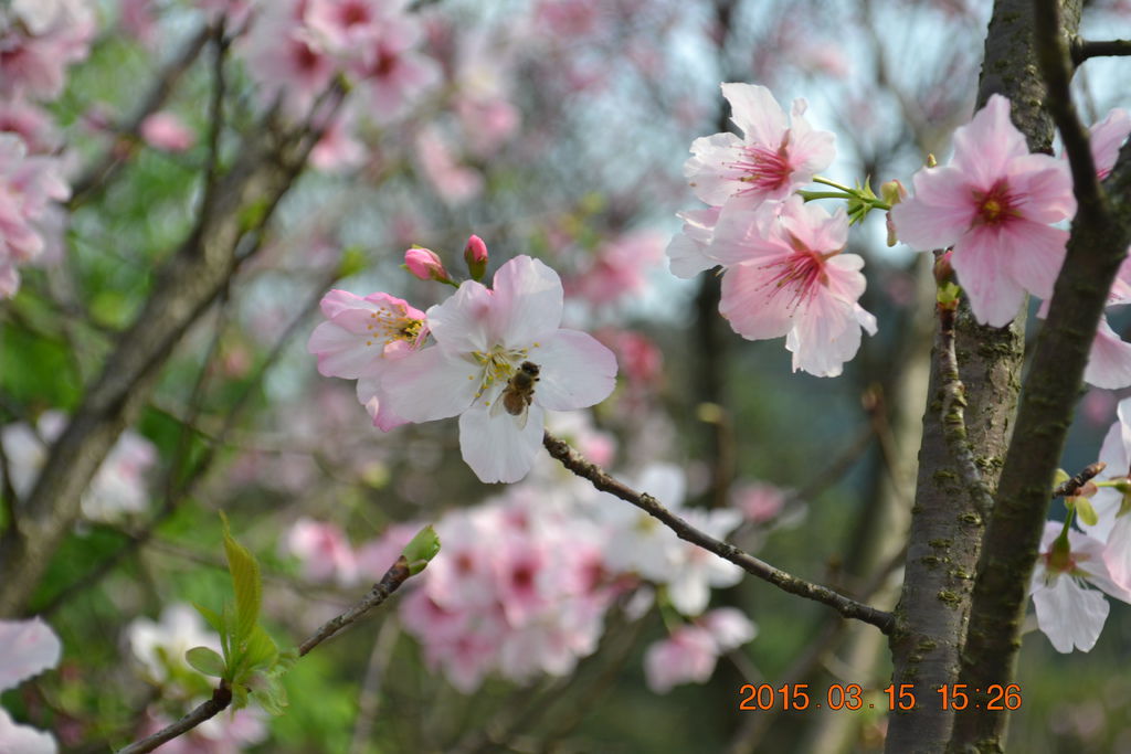 DSC_0182 DSC_0182
