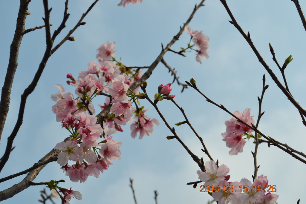 DSC_0181 DSC_0181