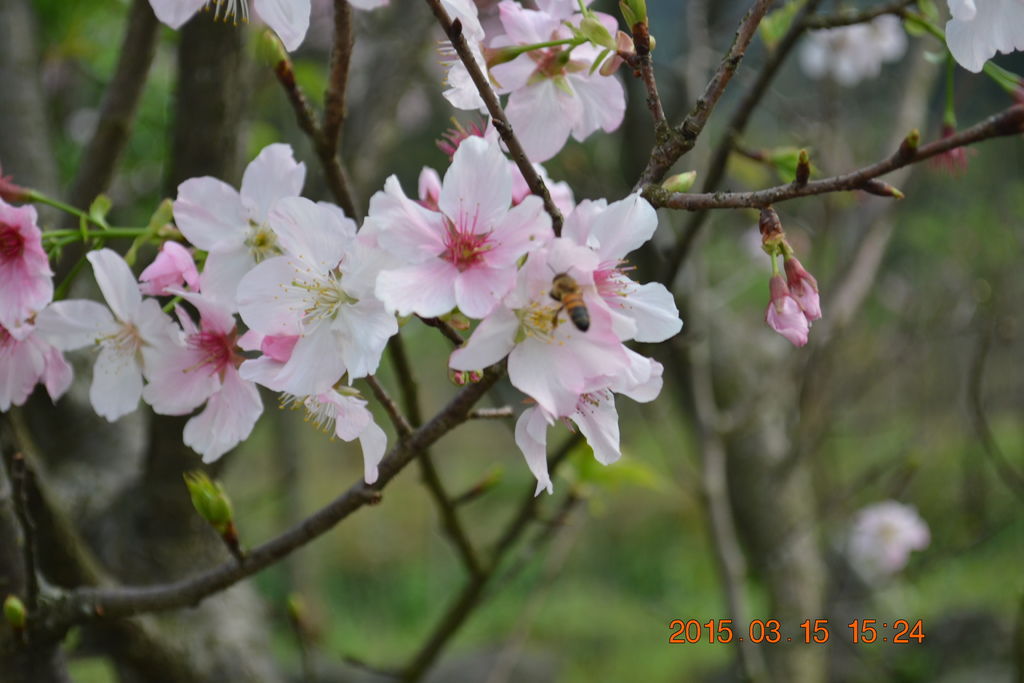 DSC_0177 DSC_0177