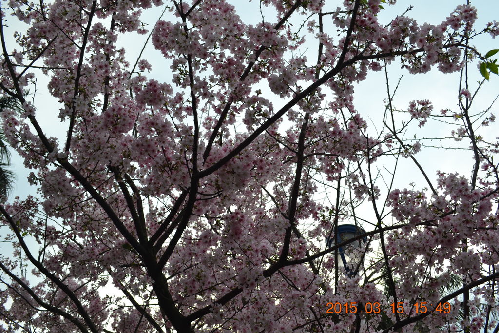 DSC_0211 DSC_0211