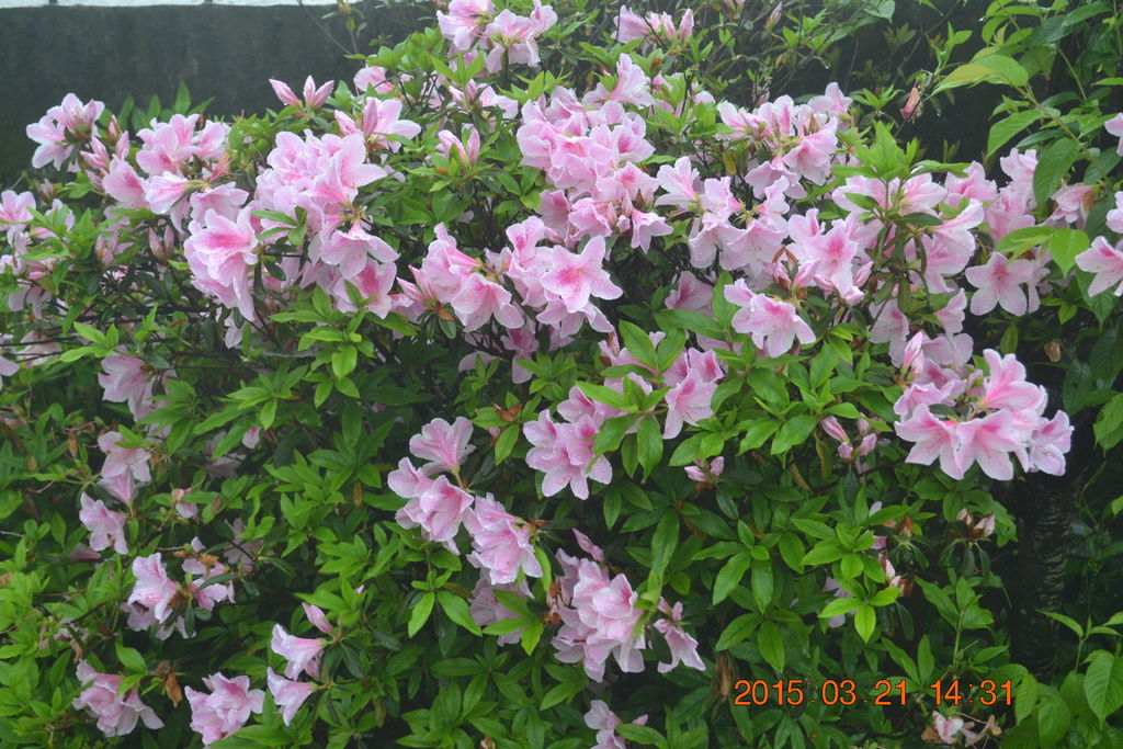DSC_0092 DSC_0092