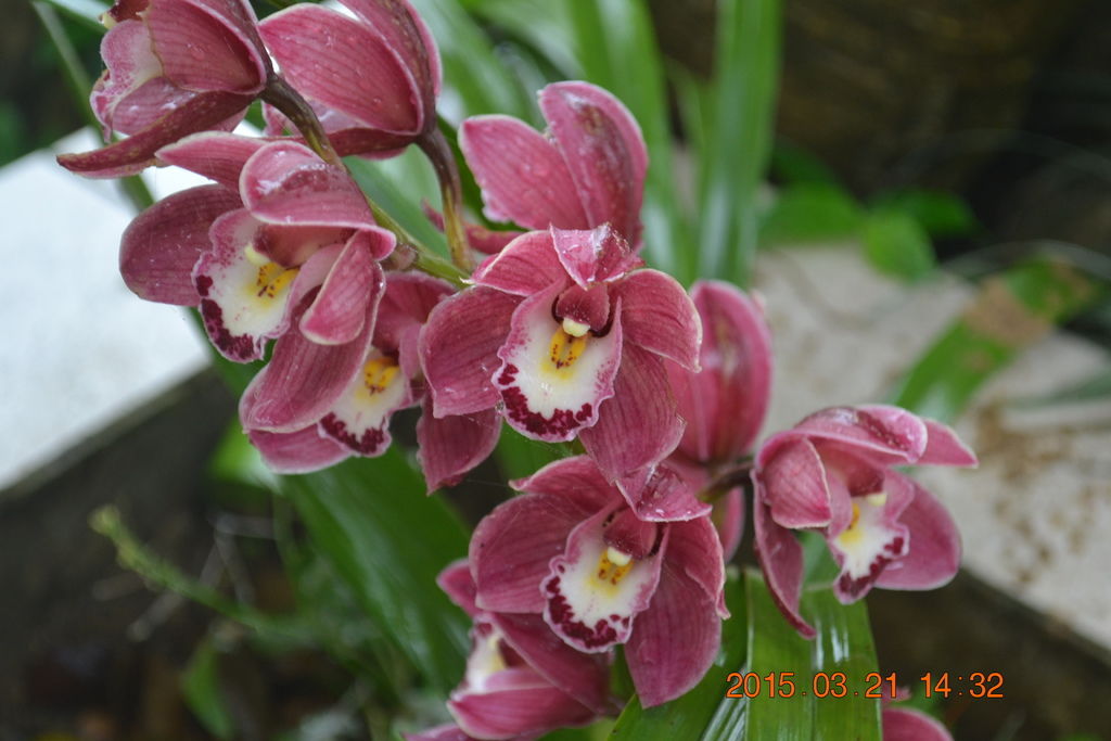 DSC_0095 DSC_0095