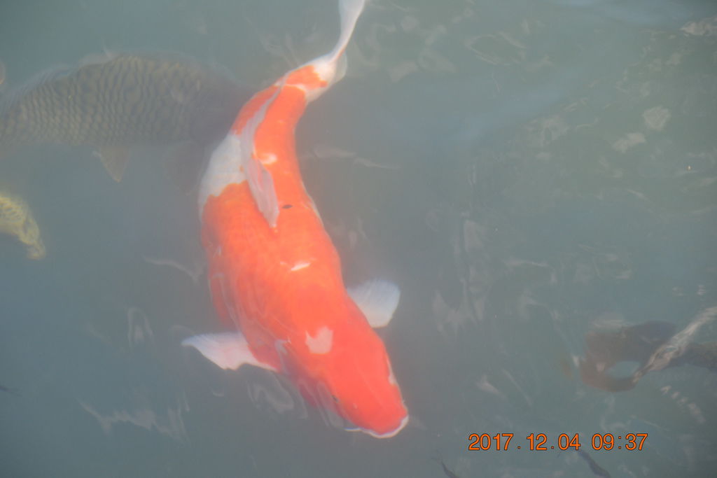 DSC_0364 DSC_0364