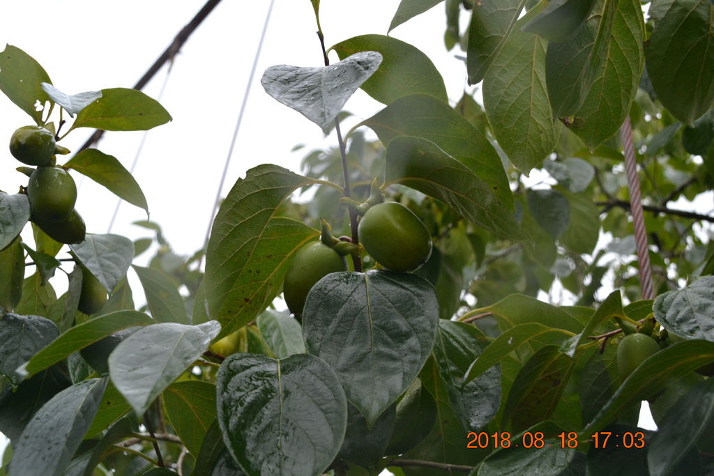DSC_0266 DSC_0266