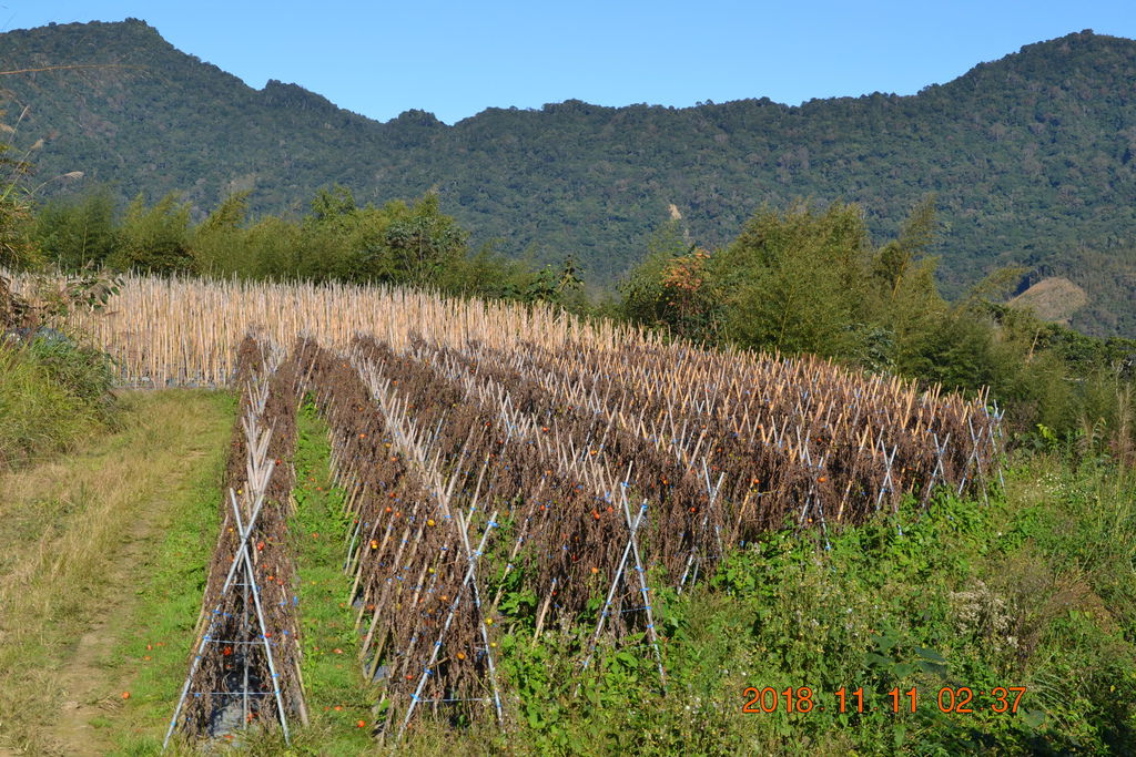DSC_0052 DSC_0052
