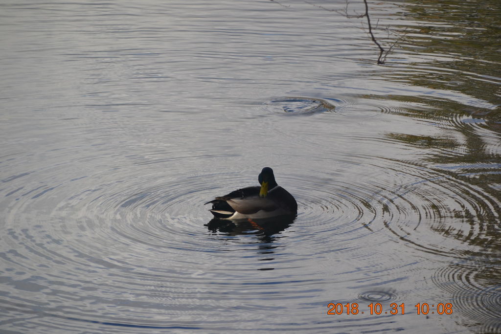 DSC_0377 DSC_0377