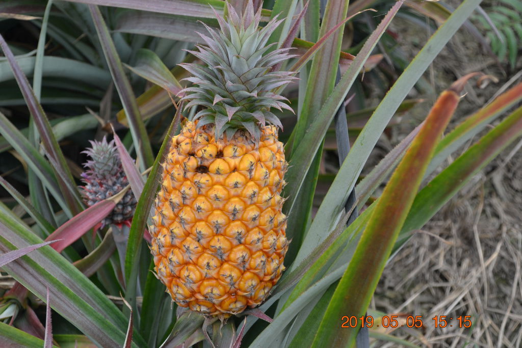 DSC_0204 DSC_0204