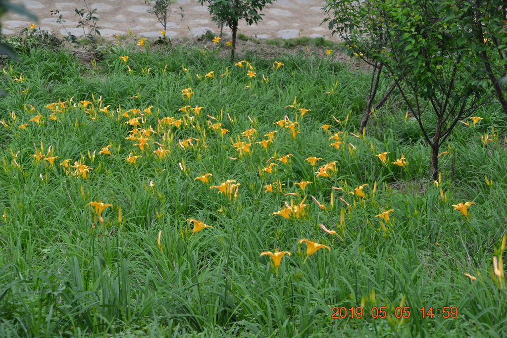 DSC_0194 DSC_0194