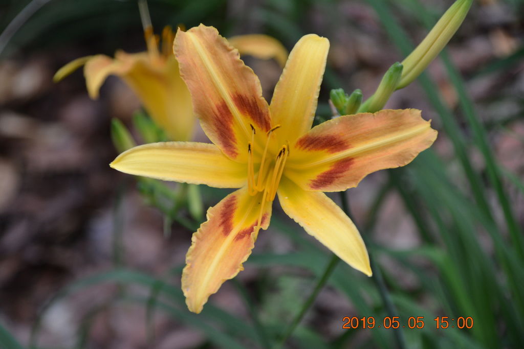 DSC_0196 DSC_0196