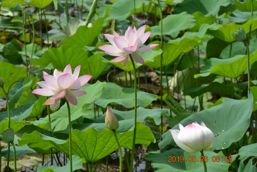 DSC_0067 DSC_0067