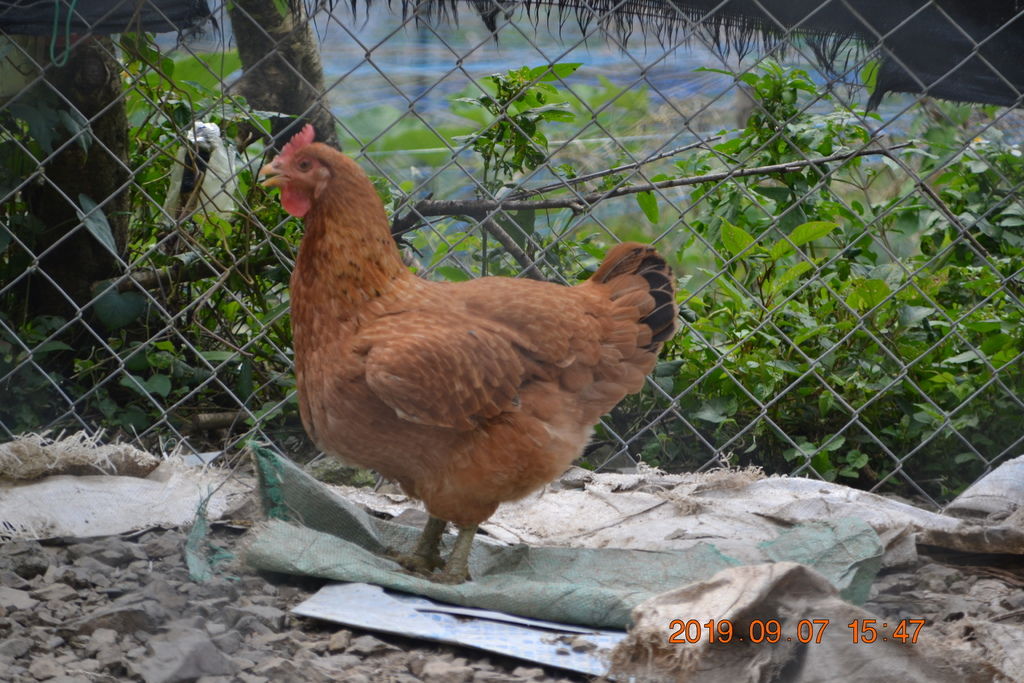 DSC_0305.JPG DSC_0305.JPG